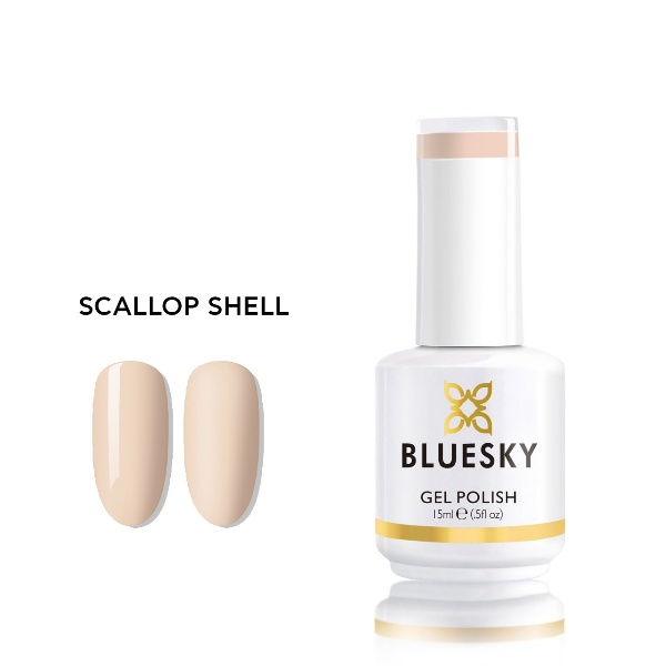 scallop shell.jpg